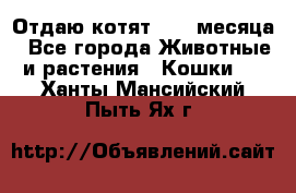 Отдаю котят. 1,5 месяца - Все города Животные и растения » Кошки   . Ханты-Мансийский,Пыть-Ях г.